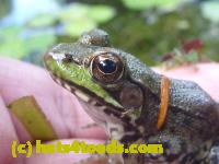 /home//u458753944/public_html/sourcegallery//Frogs/Mixed frogs/P1070707.JPG